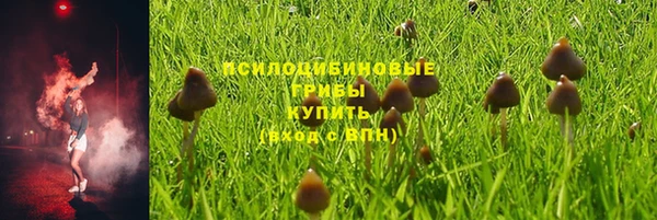 ПСИЛОЦИБИНОВЫЕ ГРИБЫ Новозыбков